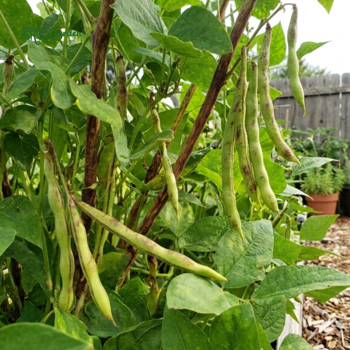 20+ Tiger's Eye Bean Seeds