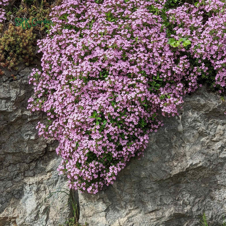Soapwort Seeds | 300 Seeds