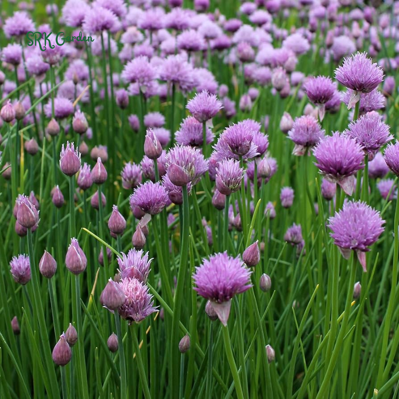 Chives Seeds | 150 Seeds