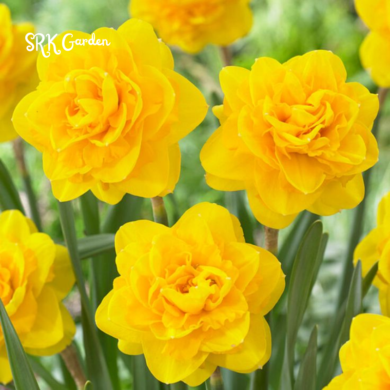 Narcissus daffodils bulbs for planting - 25 Bulbs