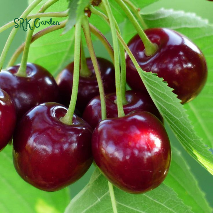 Dwarf Cherry, BigBerry Sweet Cherry Plant Live Fruit Tree | 19" tall