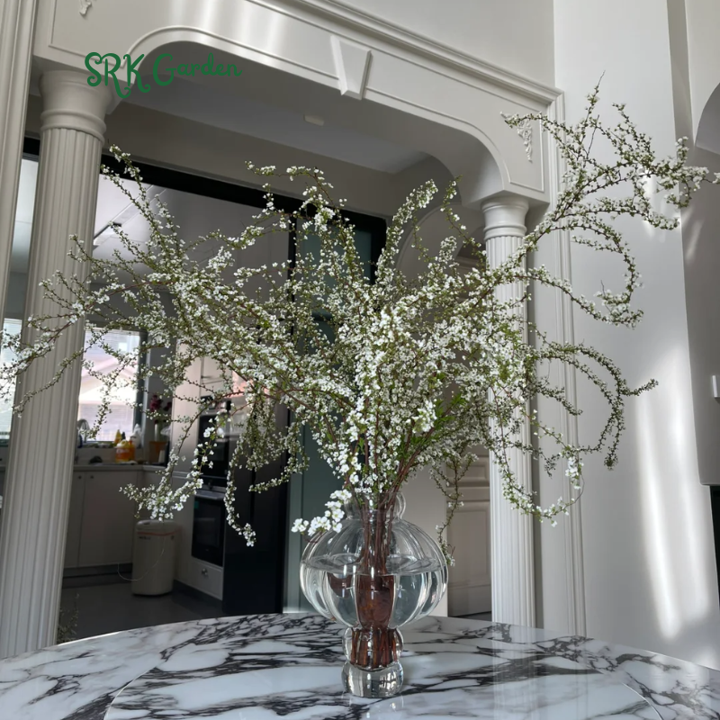Spiraea prunifolia, Snow Willow stems and Home Decoration