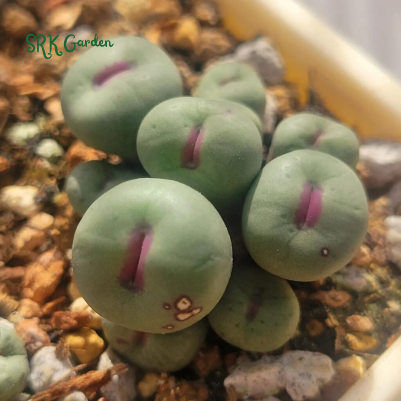 Conophytum pageae. Rare Succulents 20 Seeds