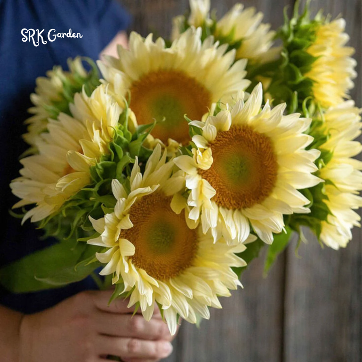 Pro Cut White Lite Sunflower Seeds | 20 Seeds