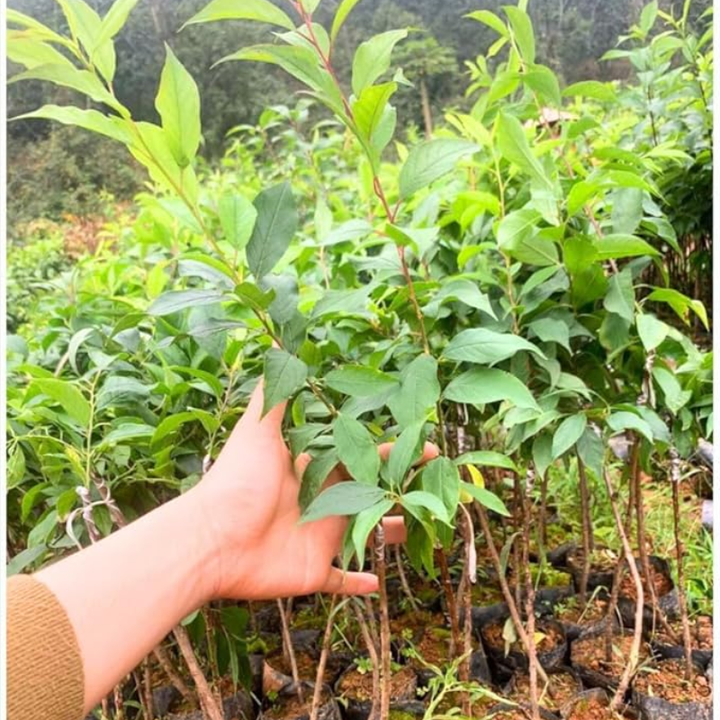 Dark Red Plum Live Plants | Edible Fruit Bush