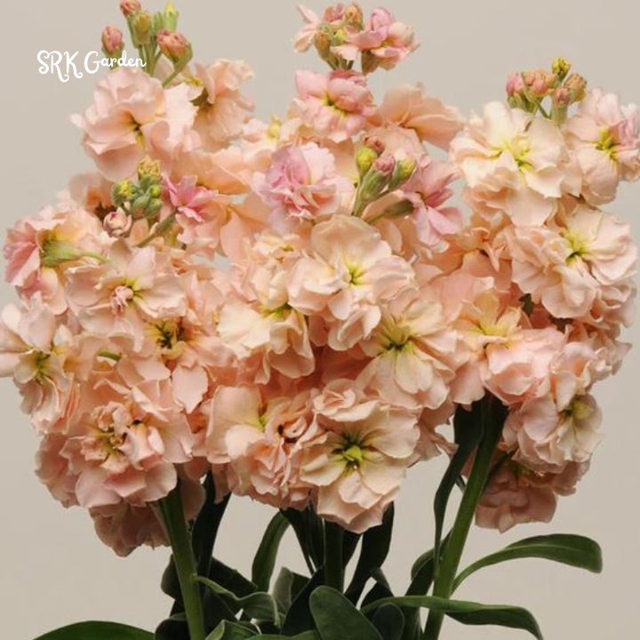 Katz Apricot Srock Seeds, Matthiola Incana | 50 Seeds