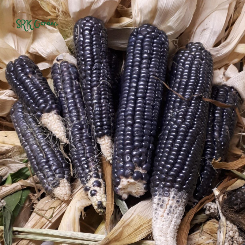 Hopi Blue Corn Seeds | 25 Seeds