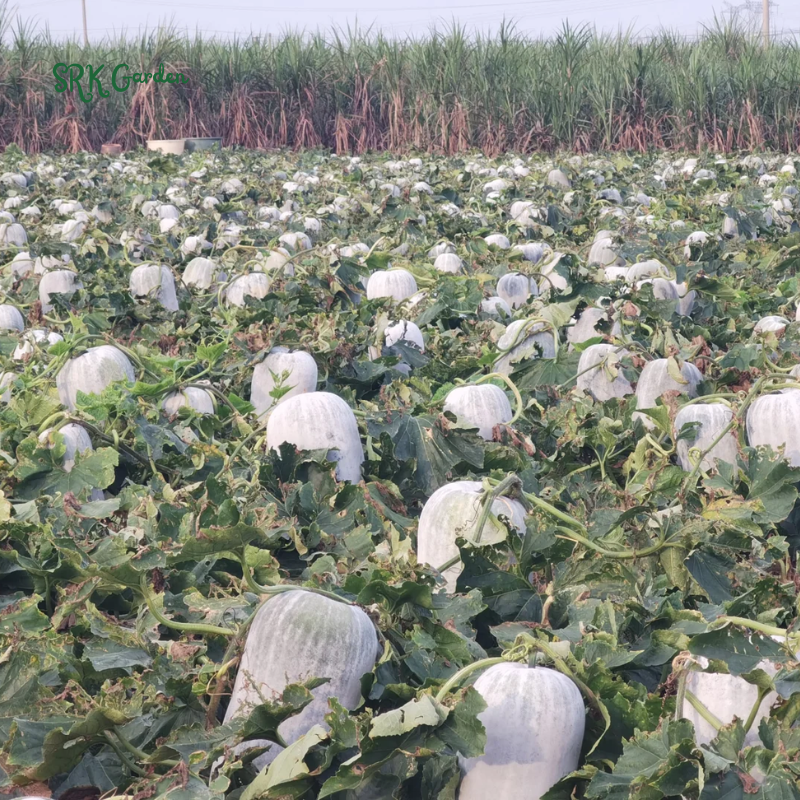 Giant Wax Gourd Seeds | 20 Seeds