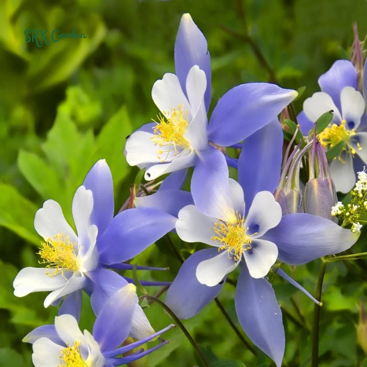Colorado Blue Columbine Seeds | 100 Seeds