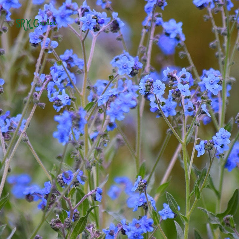 Chinese Forget Me Not Seeds | 150 Seeds