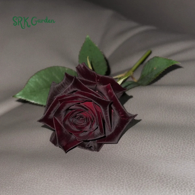 Black Rose Seeds | Late Winter to Early Spring Planting Time