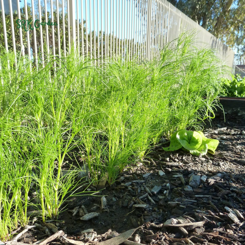 Cumin Seeds | 150 Seeds