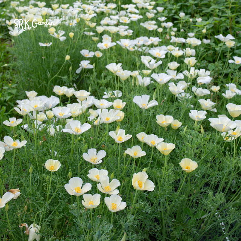 Ivory Castle California Poppy Seeds | 250 Seeds