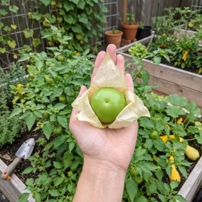 Purple & Green Tomatillo Seeds – 2 Unique Varieties