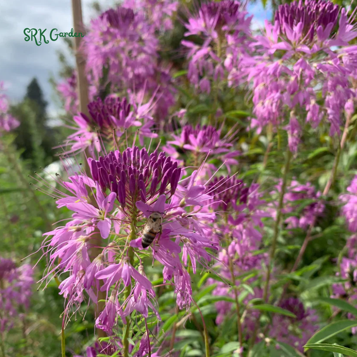 Rocky Mountain Bee Plant | 50 Seeds