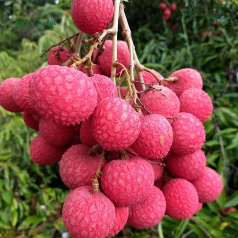 Lychee Fruit Tree Plant, 4 Inc Potted, Lychee Plant Live Sweet Fruit Plant | Tropical plants