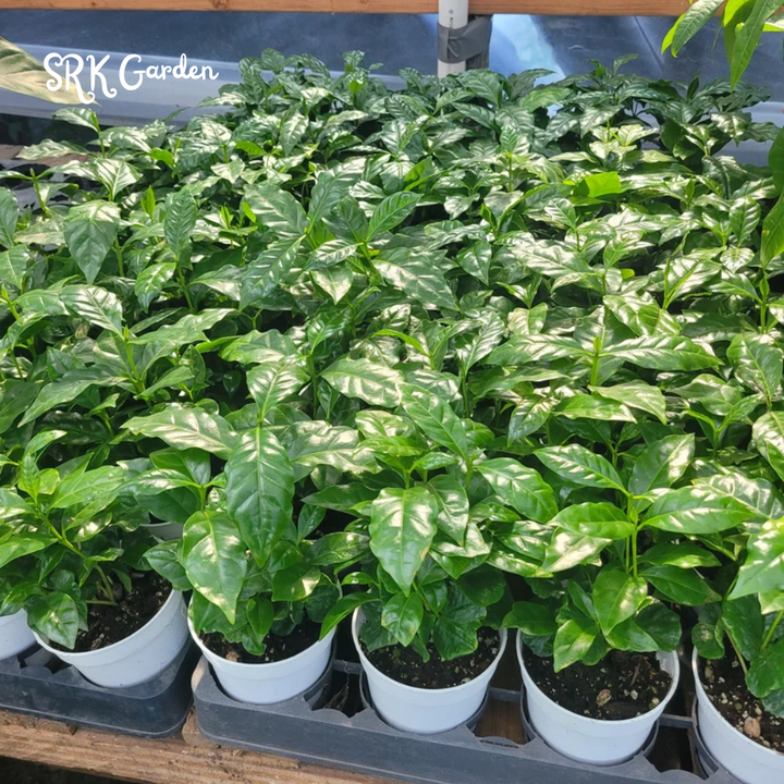 Arabica Coffee Plant in 4 inch pot