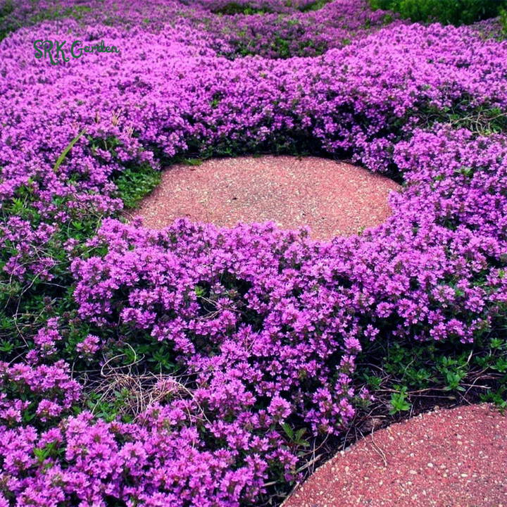 Creeping Thyme Seeds for Planting | 250 Seeds