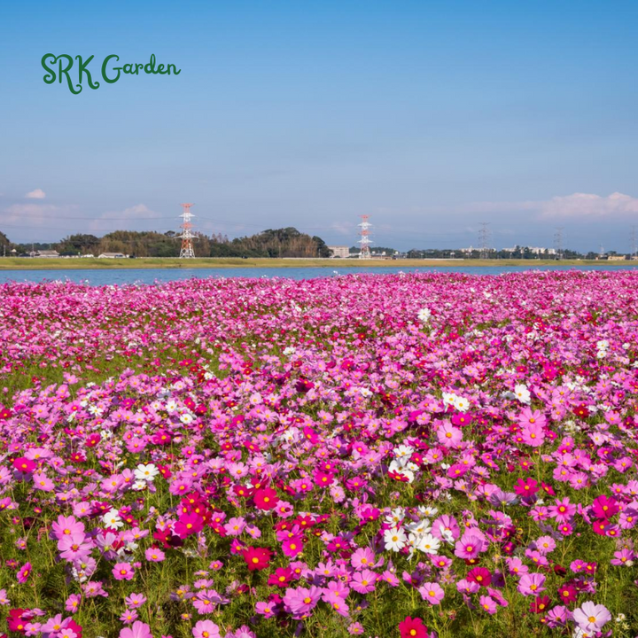 Mixed Cosmos Flower Seed 1000 to 6000pcs. Spring and Fall Panting