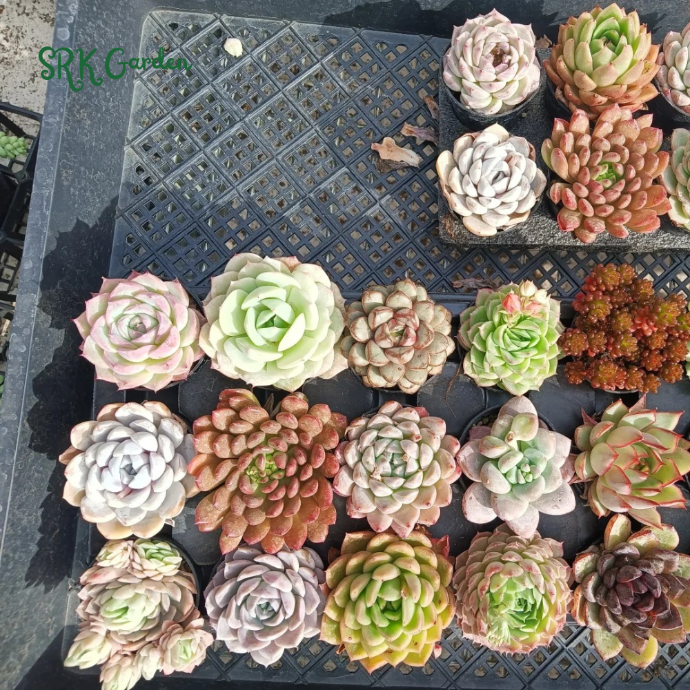 Succulents Mystery Box  6 - 12 pcs, Live Plants in 4'' pot