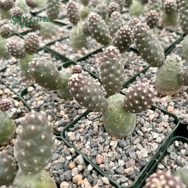 Pine Cone Cactus, Tephrocactus Articulatus, Unique Cactus in 3" pot