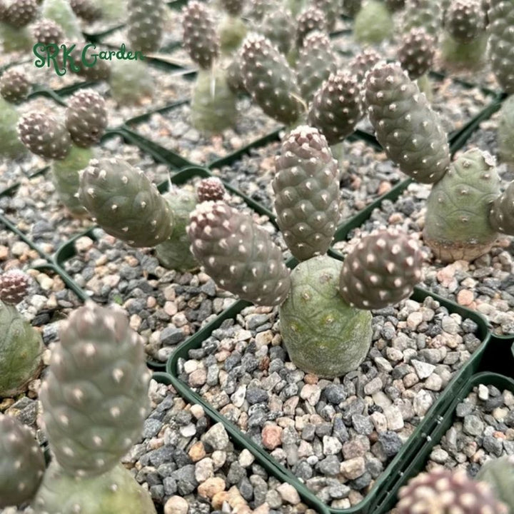 Pine Cone Cactus, Tephrocactus Articulatus, Unique Cactus in 3" pot