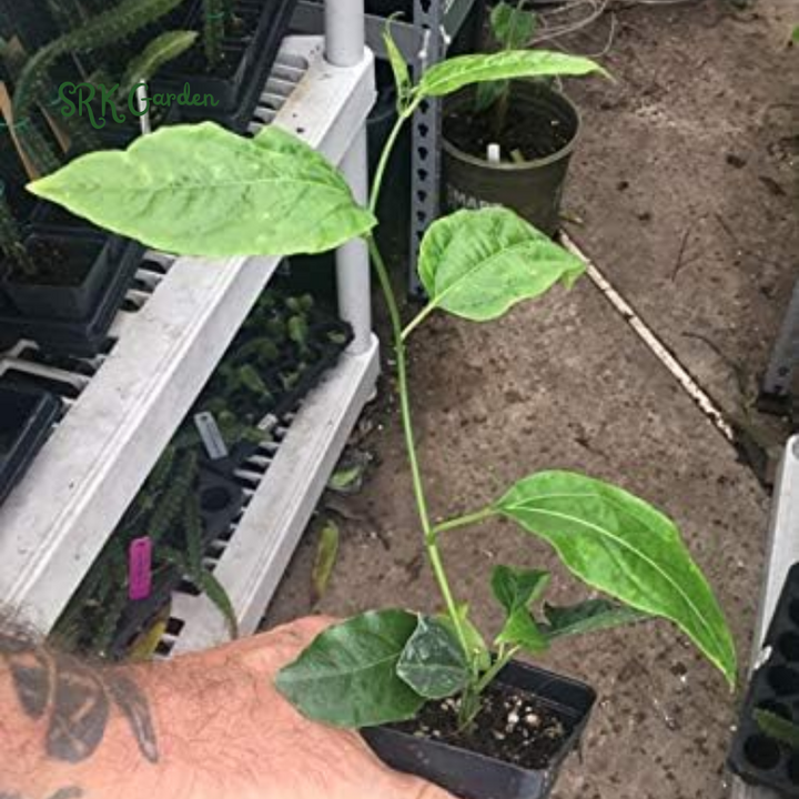 Passion Fruit Vine - Purple Passiflora Edulis Live Plant - 3"- 8" Tall