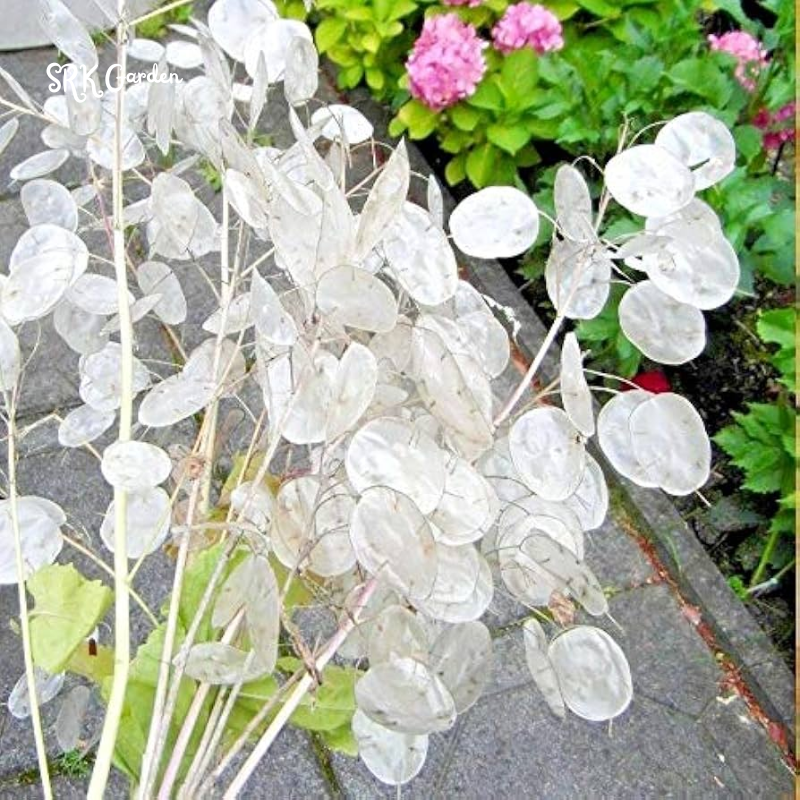 Money Plant Seeds | 50 Seeds