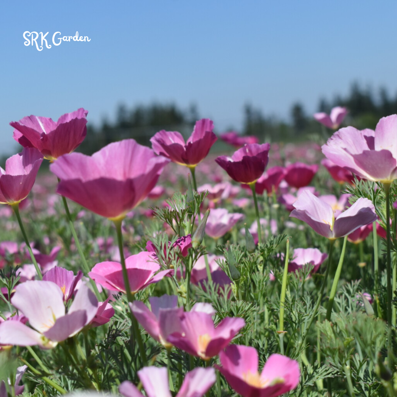 Purple Gleam California Poppy Seeds | 250 Seeds