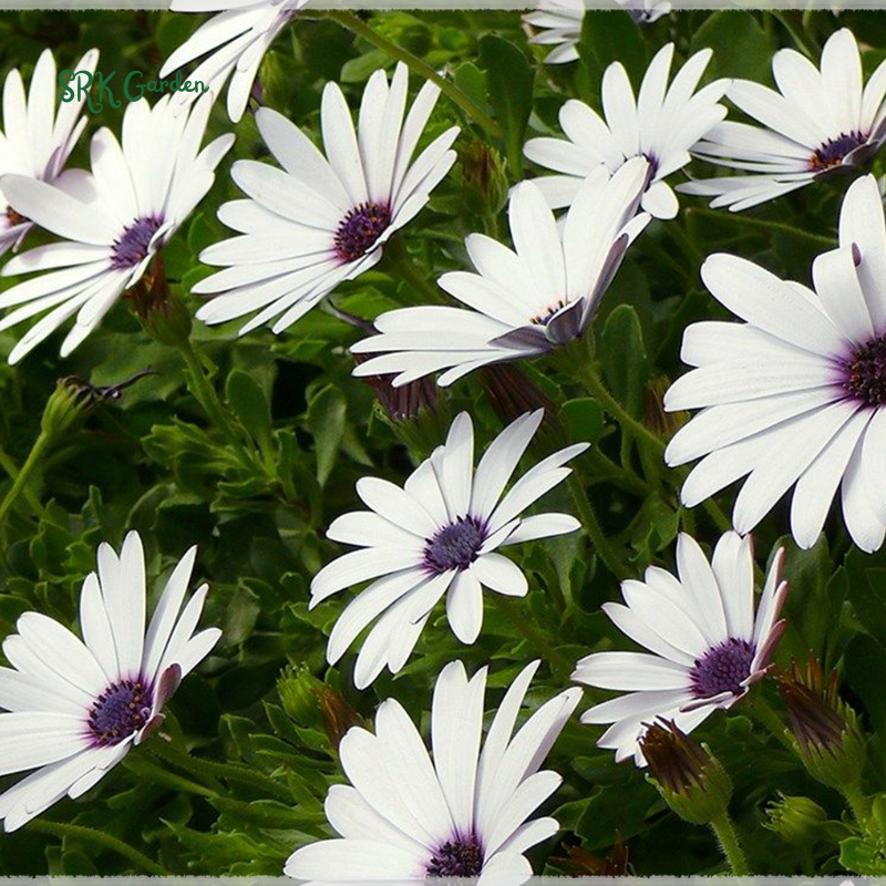 White Cape Daisy Seeds | 60 Seeds