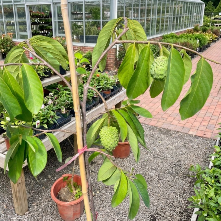 Bumpo Cherimoya Live Tree – Rare Sweet Custard Fruit Plant for Home Garden