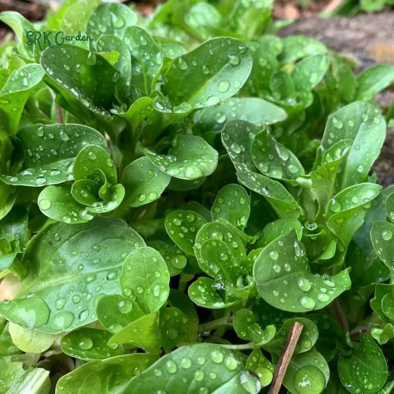 Dutch Corn Salad Seeds | 200 Seeds