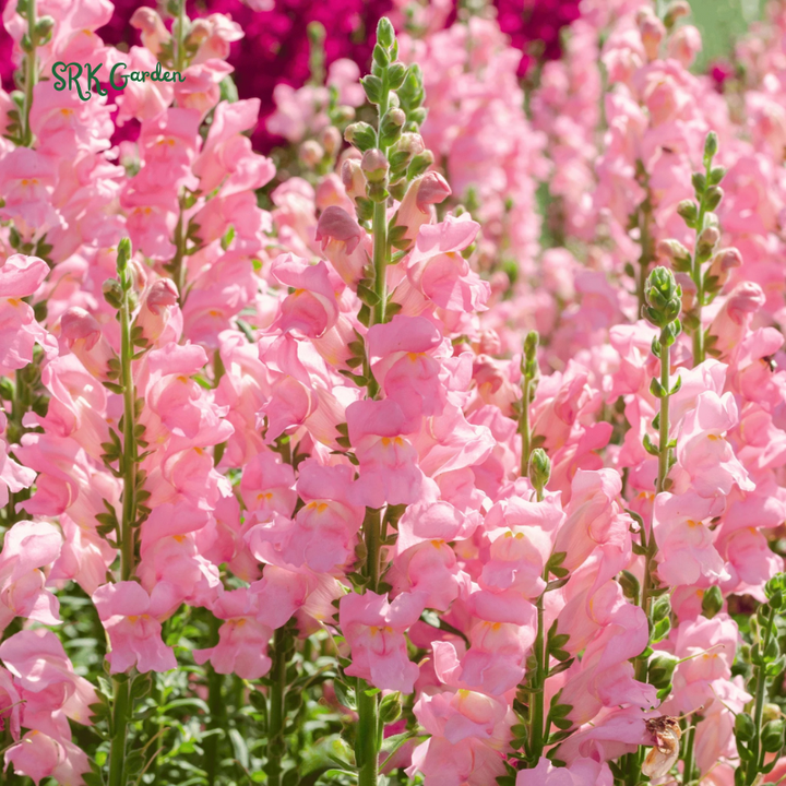 Snapdragon Maximum Mix 2000 Seeds