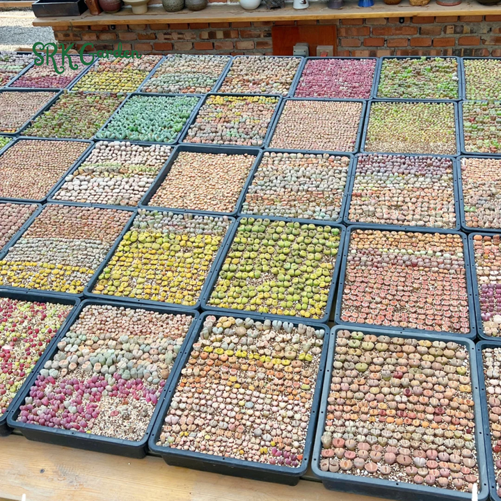 Lithops Living Stone Mix Color Size 0.4" to 0.7"