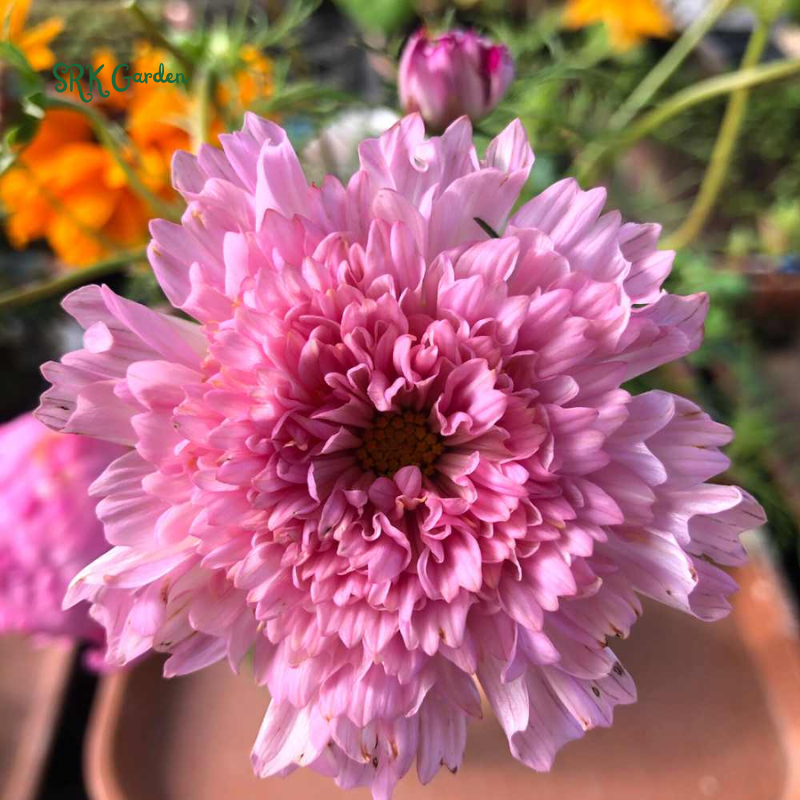 Double Click Rose Bonbon Cosmo Seeds | 25 Seeds