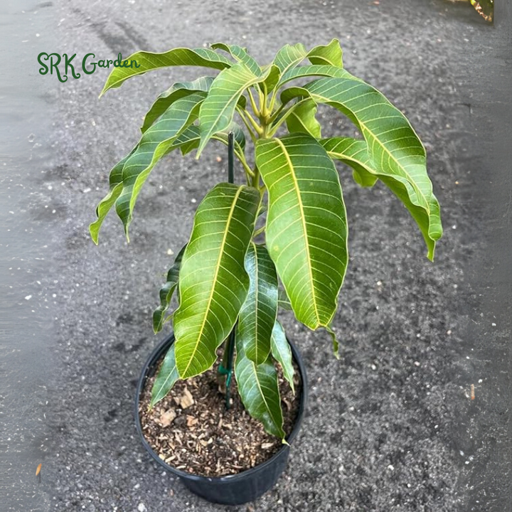 Julina Mango Tropical Live Fruit Tree 12"