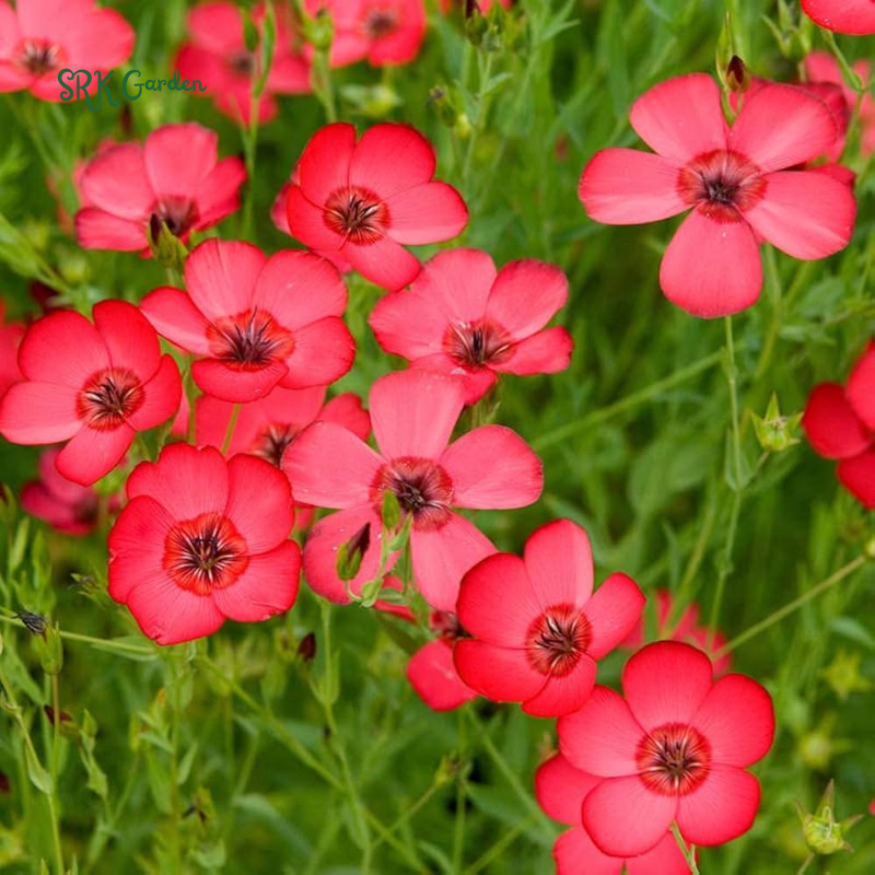 Scarlet Flax Seeds | 100 Seeds