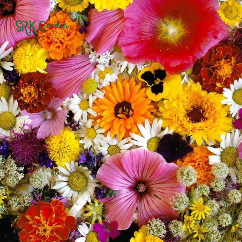 Over 60+ kinds Mixed Flowers Seeds, Perennial Wildflower Seeds, Year-around Planting