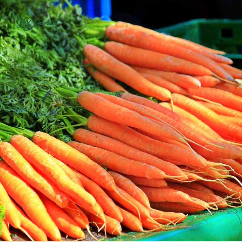 Carrot Seeds - Tendersweet | 150 seeds