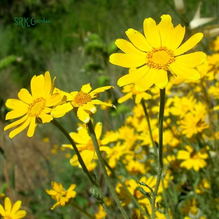 Oregon Sunshine Seeds | 100 Seeds