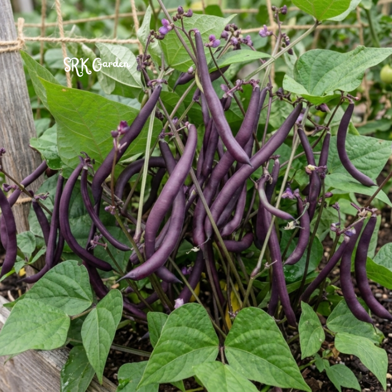 50+ Royal Burgundy Bush Bean Seeds