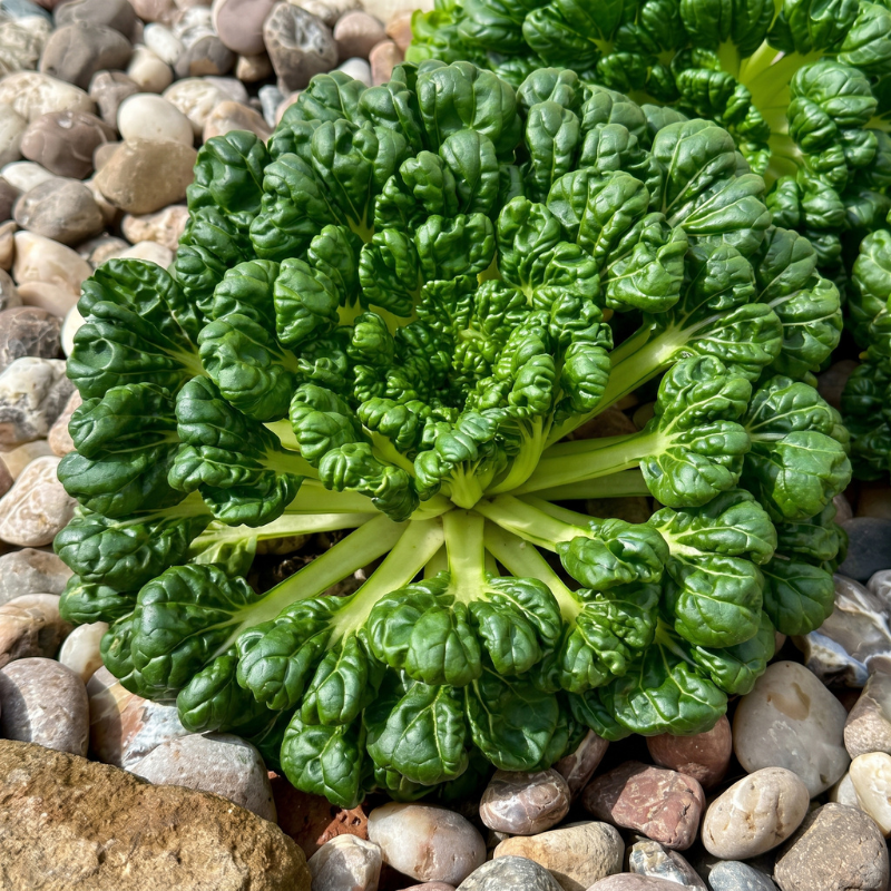 100+ Tatsoi Rosette Pak Choi Cabbage Seeds