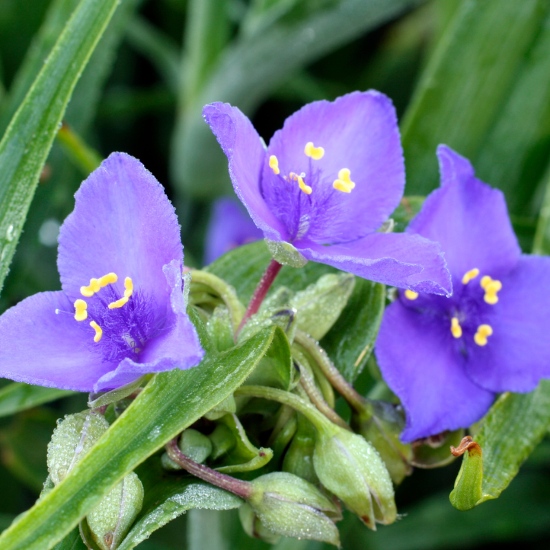 Ohio Spiderwort Seeds Tradescantia Ohiensis | 100 Seeds