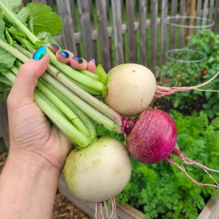 Colorful Radish Seeds – Purple Plum & Watermelon Radish