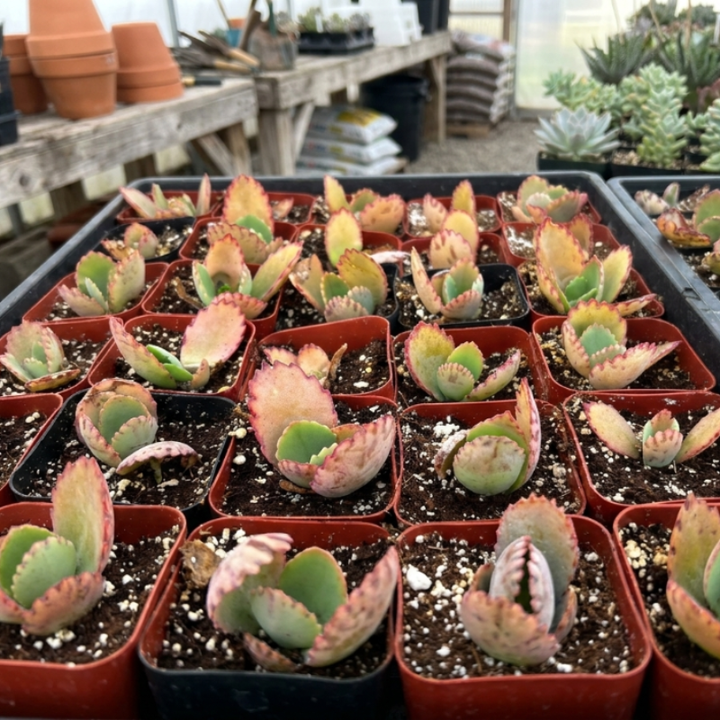 Mother of Thousands, Kalanchoe Succulent, Small Plant in 2”, 4”pot
