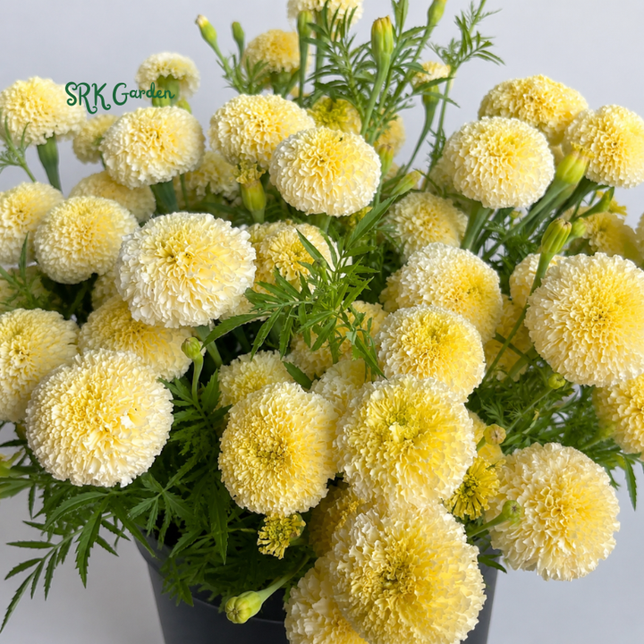 20+ White Swan F1 Marigold Seeds