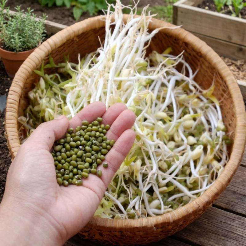 Sprouting & Microgreen Seeds – Mung Bean & Organic Alfalfa