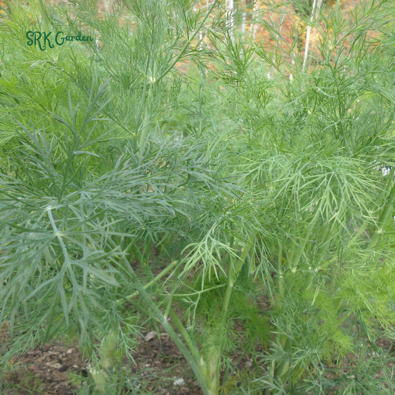 Organic Bouquet Dill | 100 Seeds