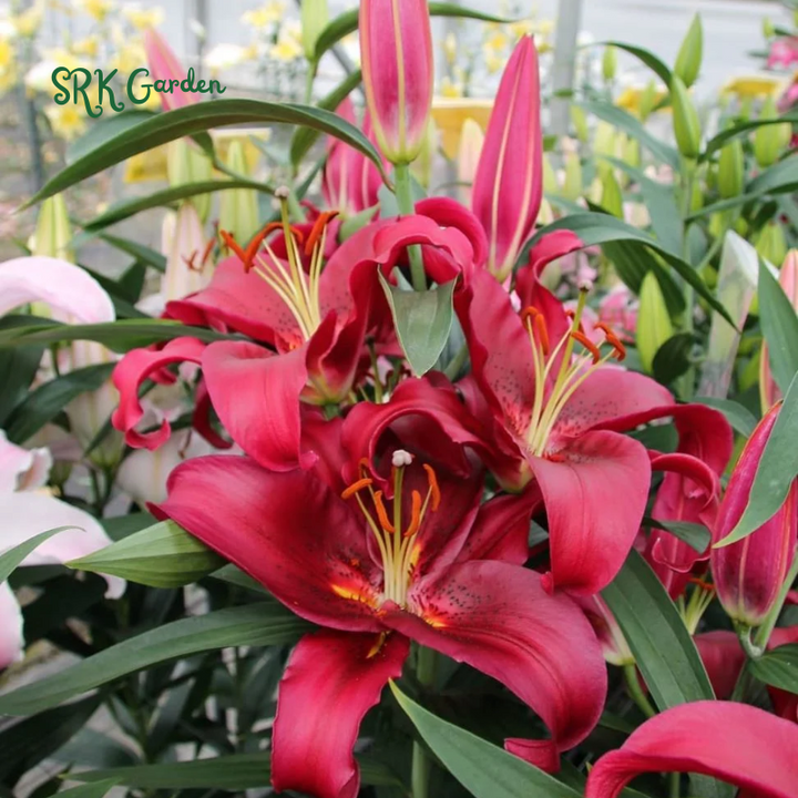 Lily, Ducati Asiatic Lily Bulbs | Sweet Fragance, Large Bloom 1 Bulbs