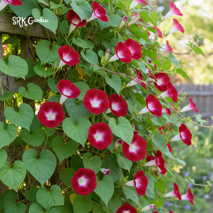 Scarlet O Hara Morning Glory Seeds | 50 Seeds
